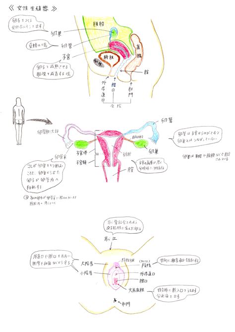 小穴位置|女性器について、正しい知識を持ちましょう 